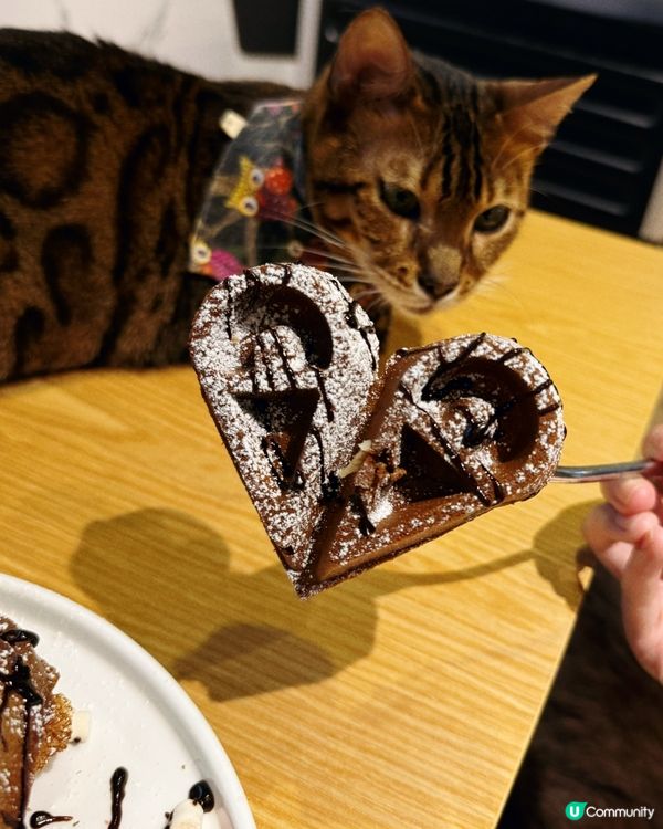 貓與窩夫❤️