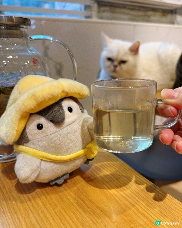 貓與窩夫❤️