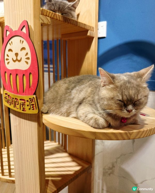 貓與窩夫❤️