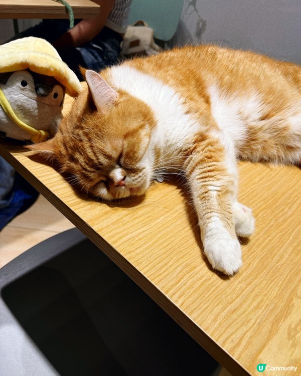 貓與窩夫❤️