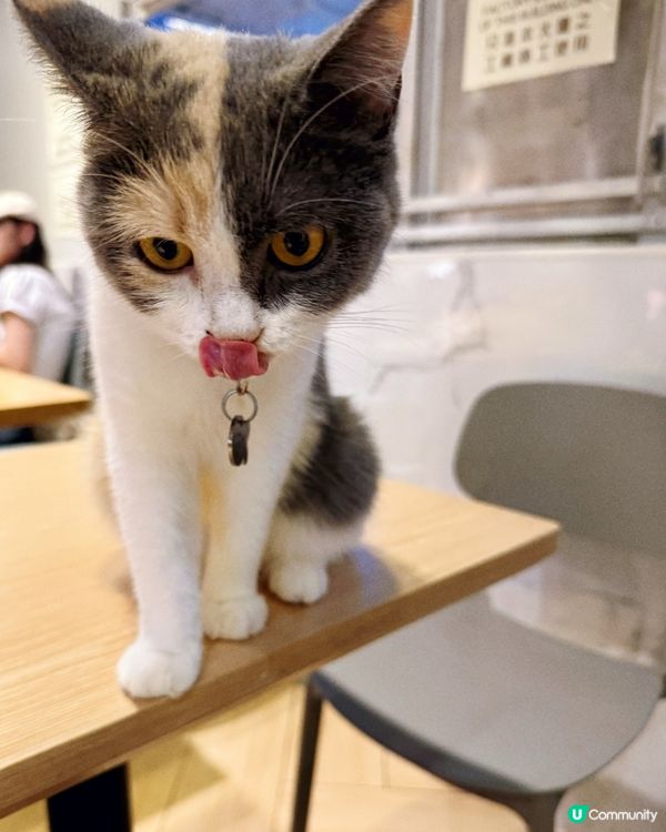 貓與窩夫❤️