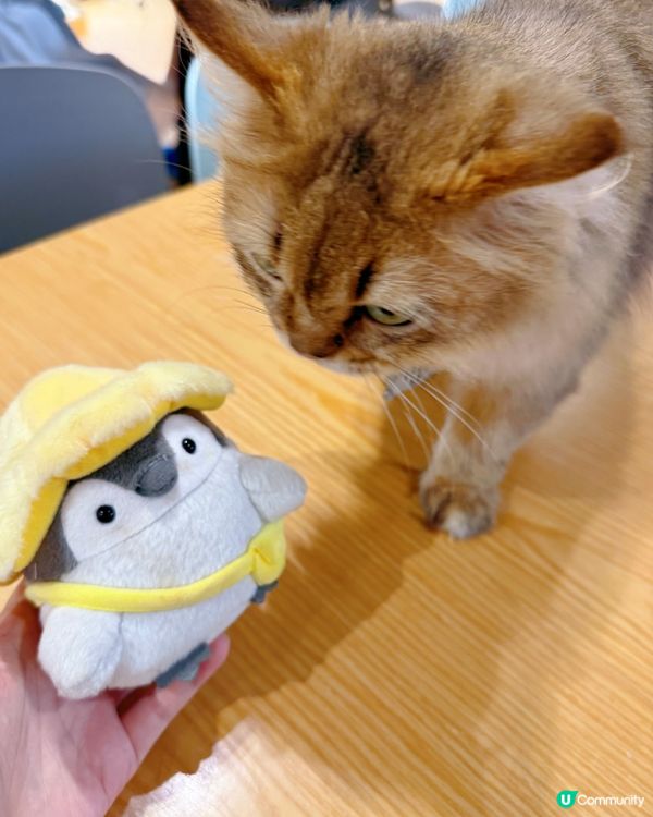 貓與窩夫❤️