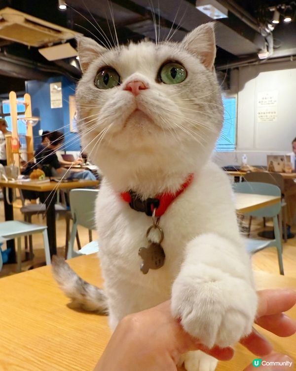 貓與窩夫❤️