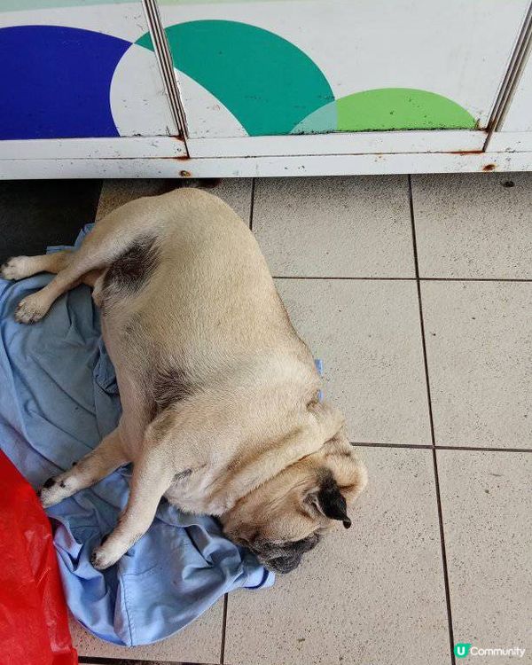 SPCA Dog Walker 2025