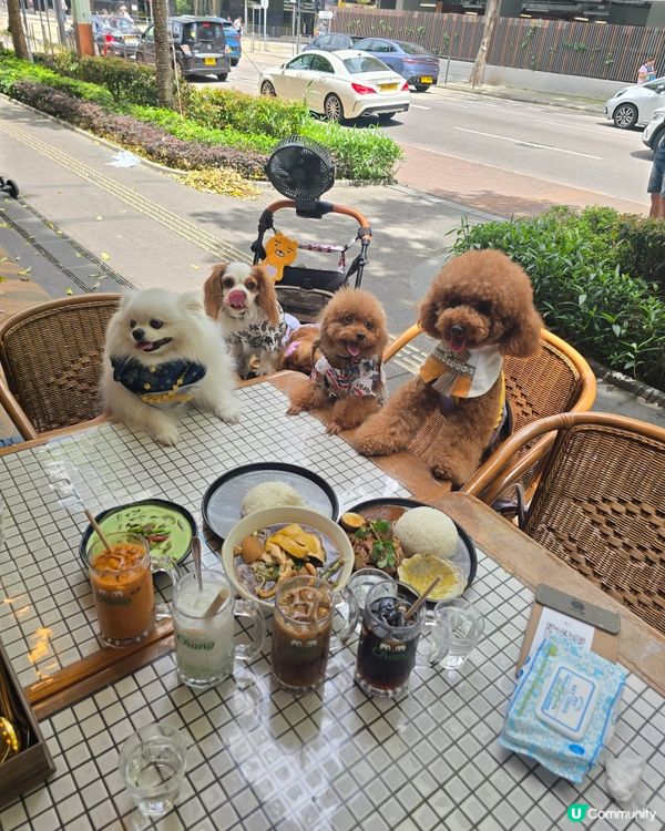 北角匯寵物友善餐廳