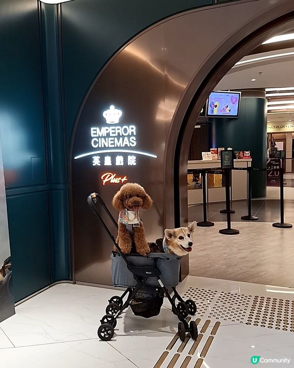1.  貓狗友善設施登場！🥳 夏日放電好去處！🐾 睇片啦