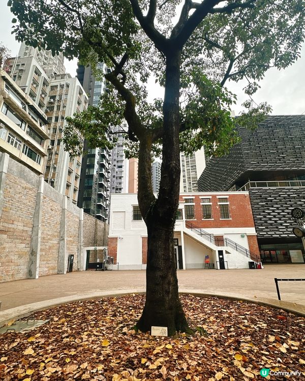 大館打卡攻略📸！必去熱點逐個數！