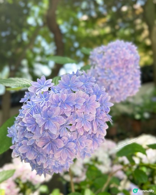 好靚的紫陽花 💕 透明御朱印 