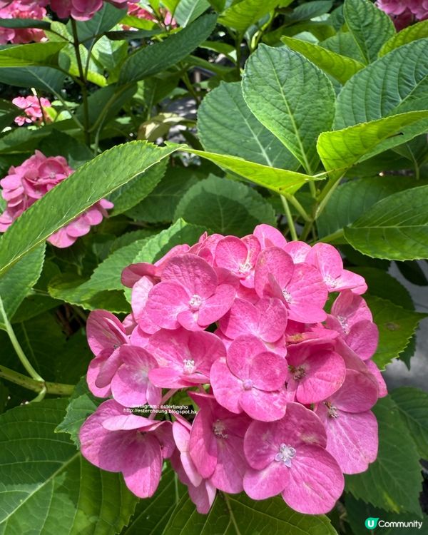 好靚的紫陽花 💕 透明御朱印 