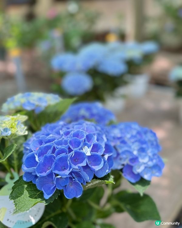 好靚的紫陽花 💕 透明御朱印 