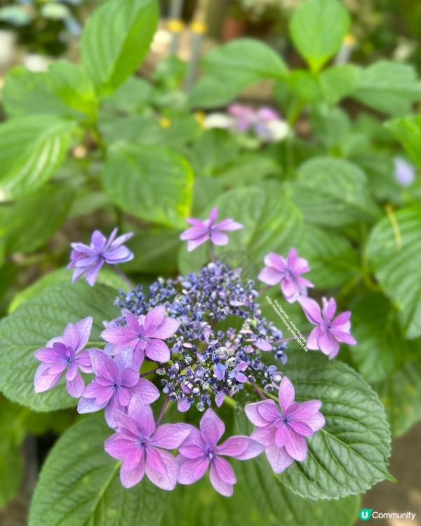 好靚的紫陽花 💕 透明御朱印 