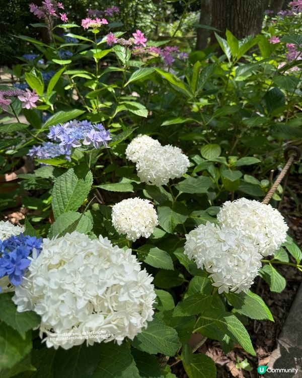 好靚的紫陽花 💕 透明御朱印 