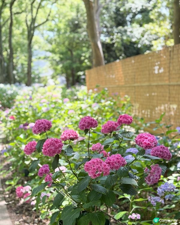 好靚的紫陽花 💕 透明御朱印 