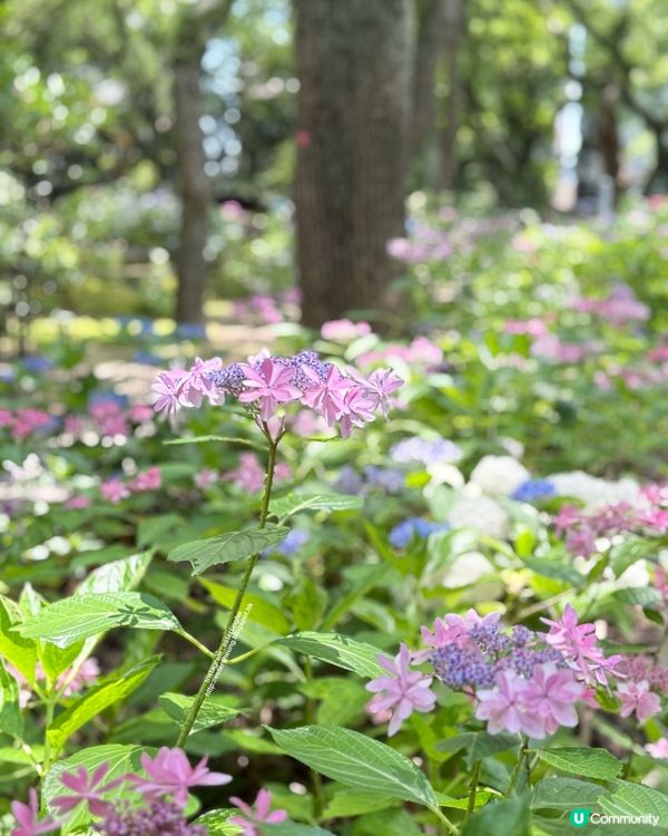 好靚的紫陽花 💕 透明御朱印 