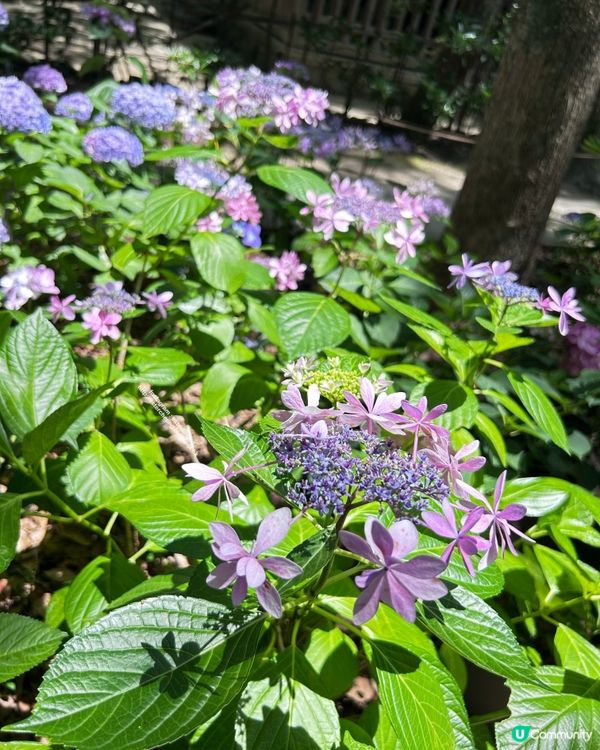 好靚的紫陽花 💕 透明御朱印 