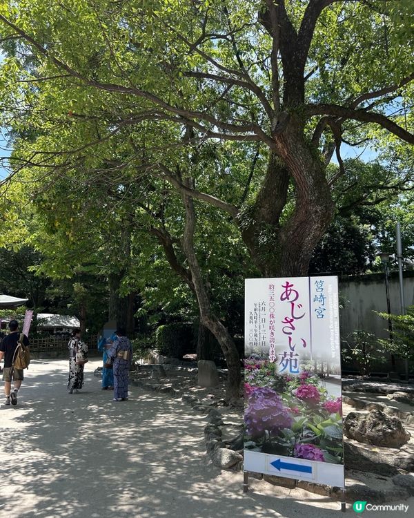 好靚的紫陽花 💕 透明御朱印 