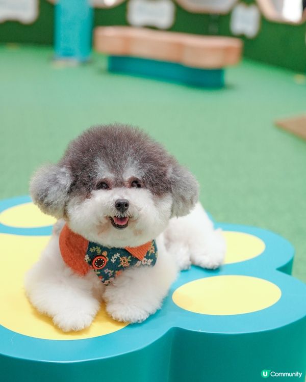 / 最貼心貓狗友善空間 🌟 / 