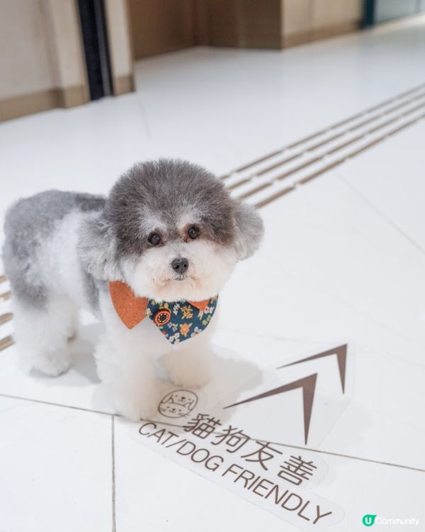 / 最貼心貓狗友善空間 🌟 / 