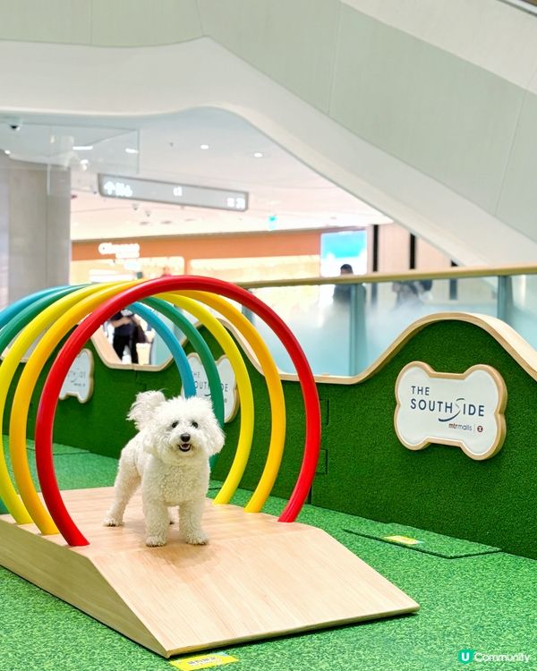 南區小狗分享post 💚