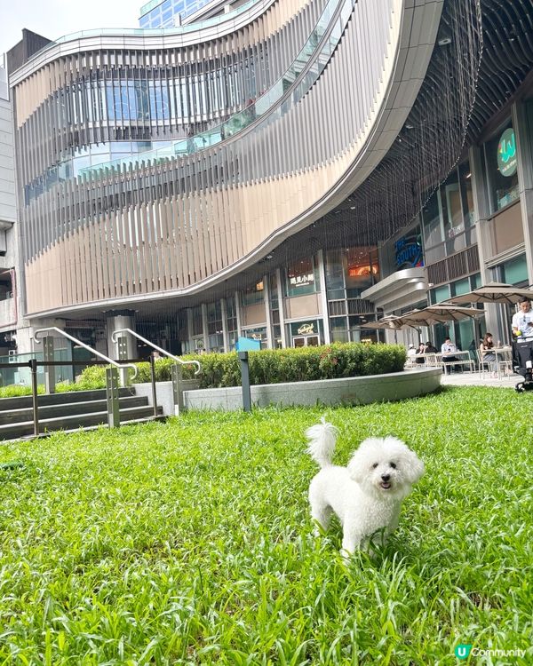 南區小狗分享post 💚