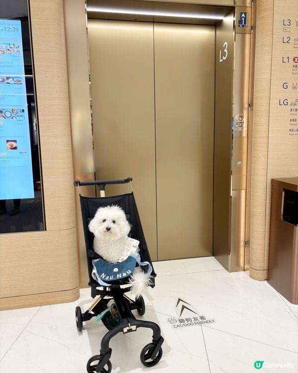 南區小狗分享post 💚