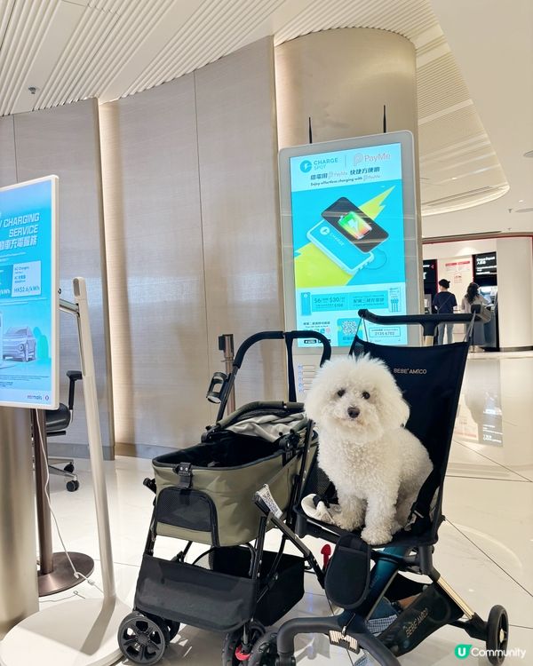 南區小狗分享post 💚