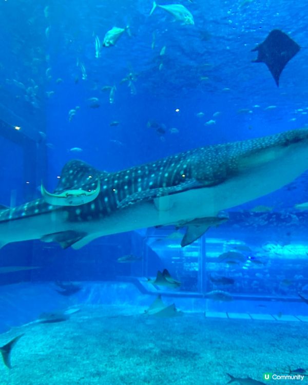 美麗海水族館