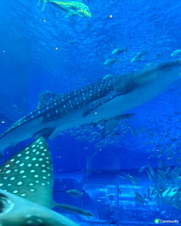 美麗海水族館