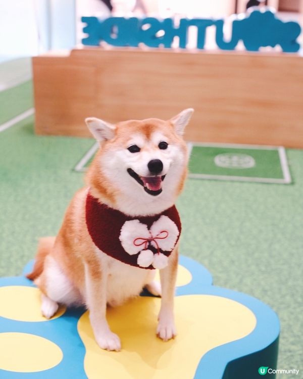 1. 港島好去處！室內戶外都啱玩🥳 狗狗都咁開心！🐶