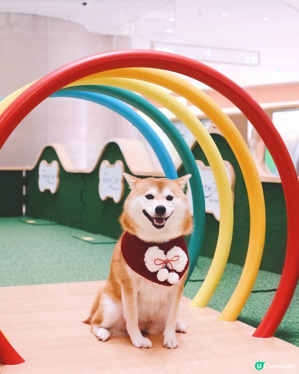 1. 港島好去處！室內戶外都啱玩🥳 狗狗都咁開心！🐶