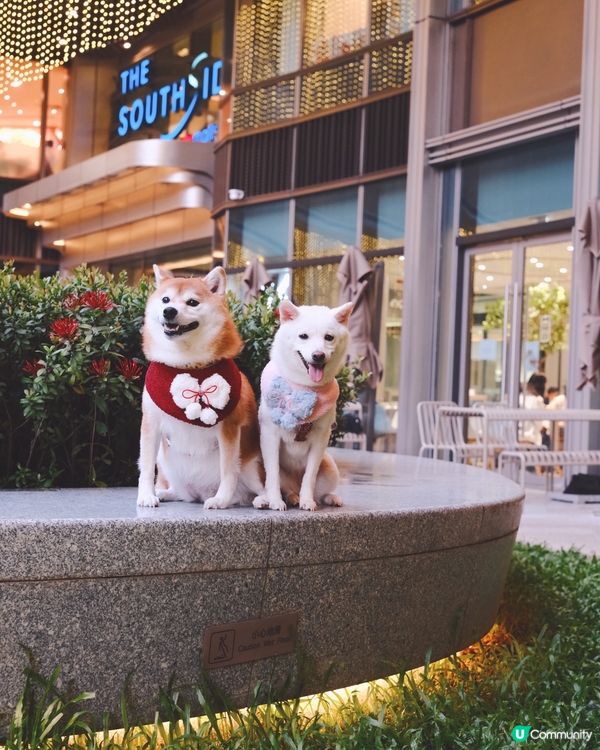 1. 港島好去處！室內戶外都啱玩🥳 狗狗都咁開心！🐶