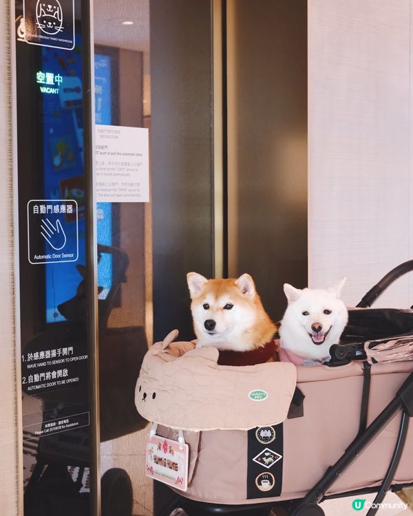 1. 港島好去處！室內戶外都啱玩🥳 狗狗都咁開心！🐶