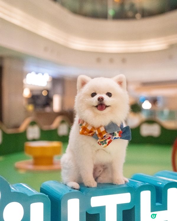 THE SOUTHSIDE為大家帶嚟SUMMER PAWTY