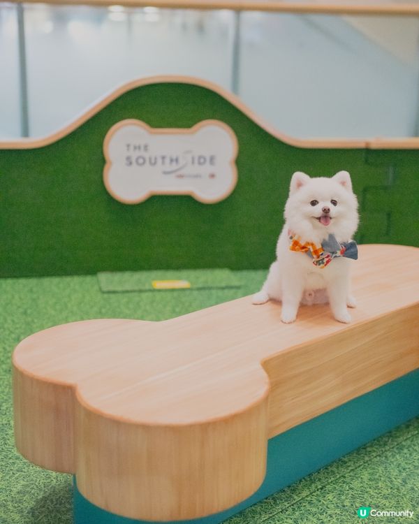 THE SOUTHSIDE為大家帶嚟SUMMER PAWTY