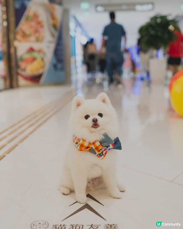 THE SOUTHSIDE為大家帶嚟SUMMER PAWTY