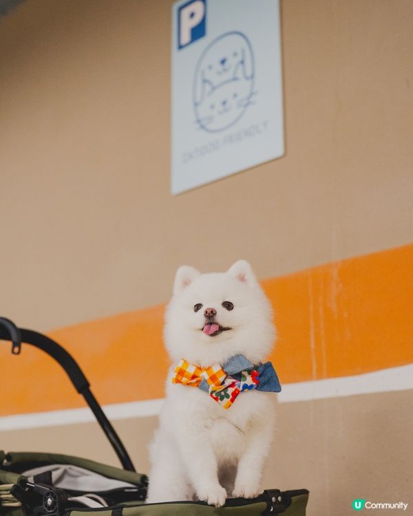 THE SOUTHSIDE為大家帶嚟SUMMER PAWTY