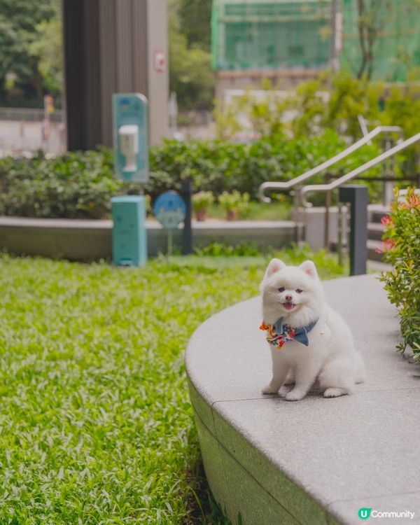 THE SOUTHSIDE為大家帶嚟SUMMER PAWTY