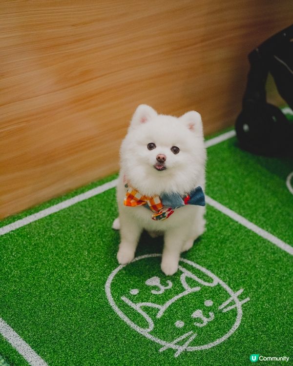 THE SOUTHSIDE為大家帶嚟SUMMER PAWTY