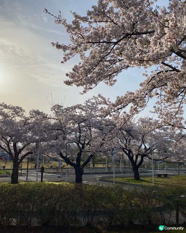 東北櫻花之旅