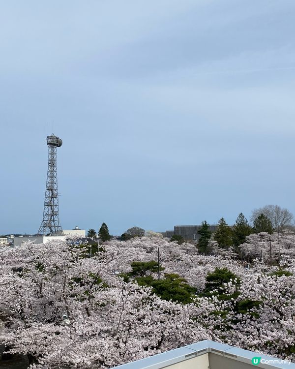 東北櫻花之旅