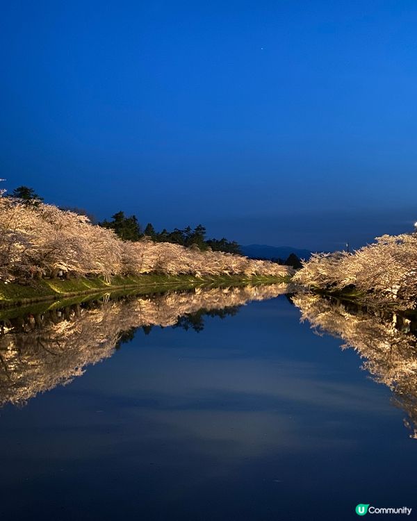 東北櫻花之旅