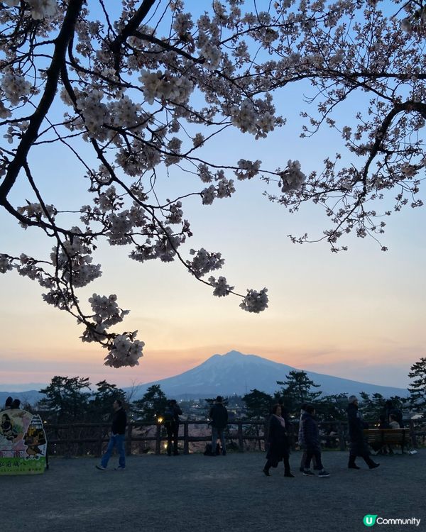 東北櫻花之旅