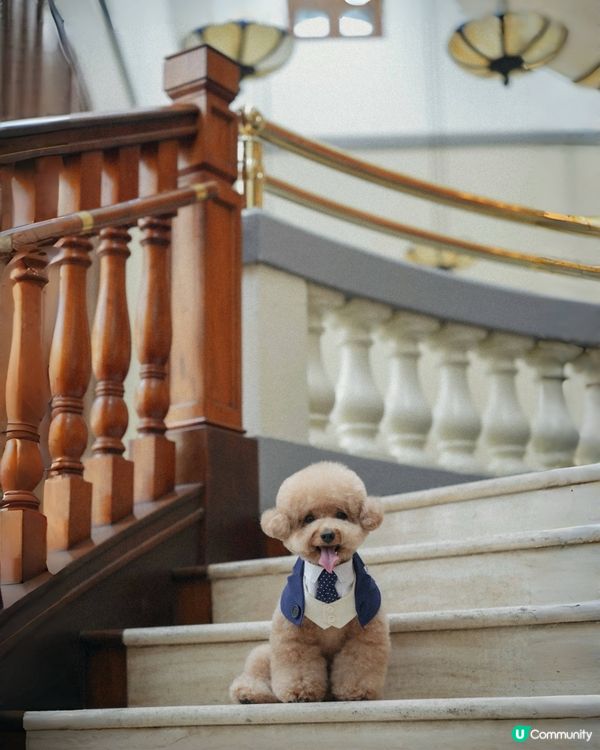 淺水灣 寵物必影推介 1📸