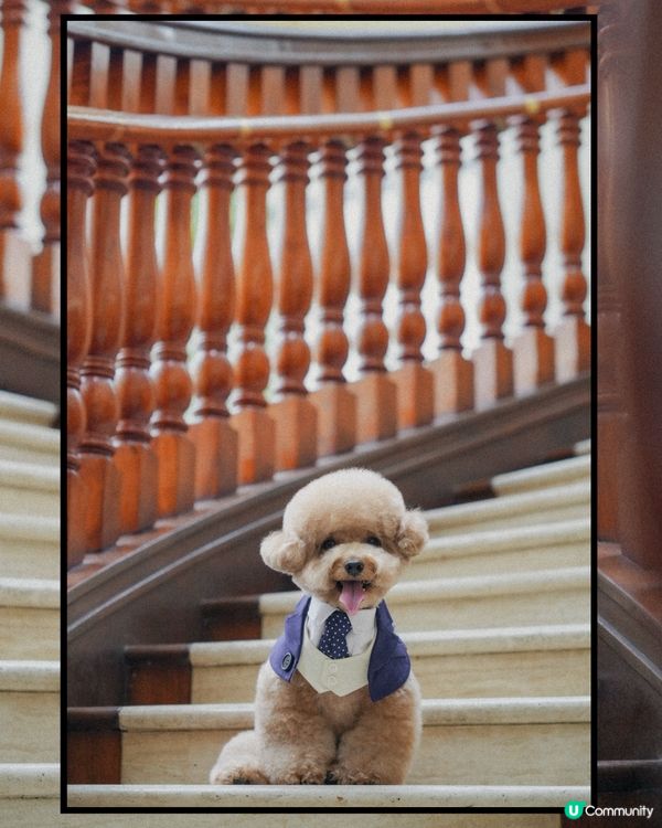 淺水灣 寵物必影推介 1📸