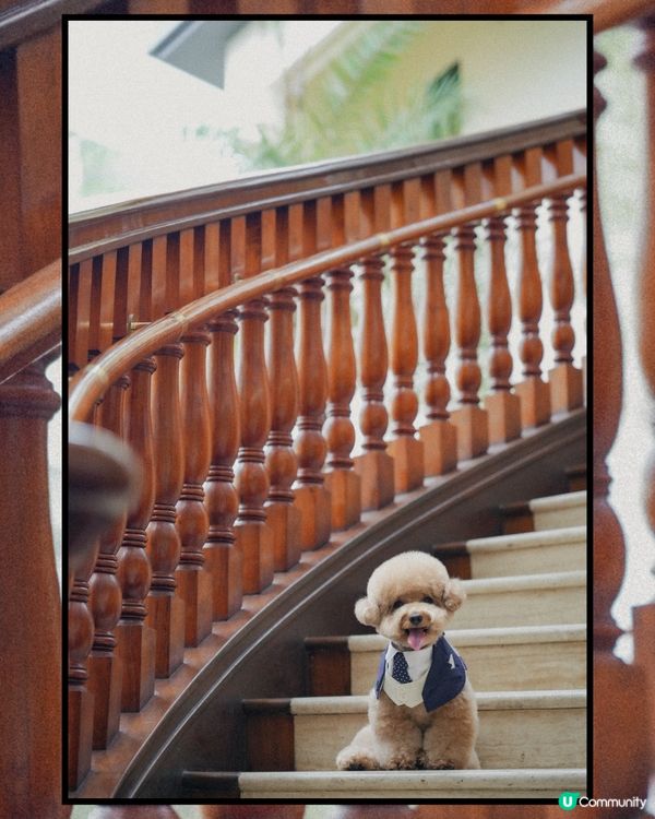 淺水灣 寵物必影推介 1📸