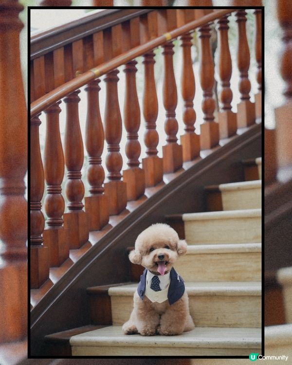 淺水灣 寵物必影推介 1📸