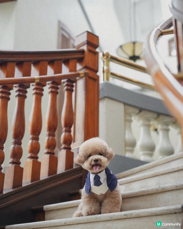 淺水灣 寵物必影推介 1📸