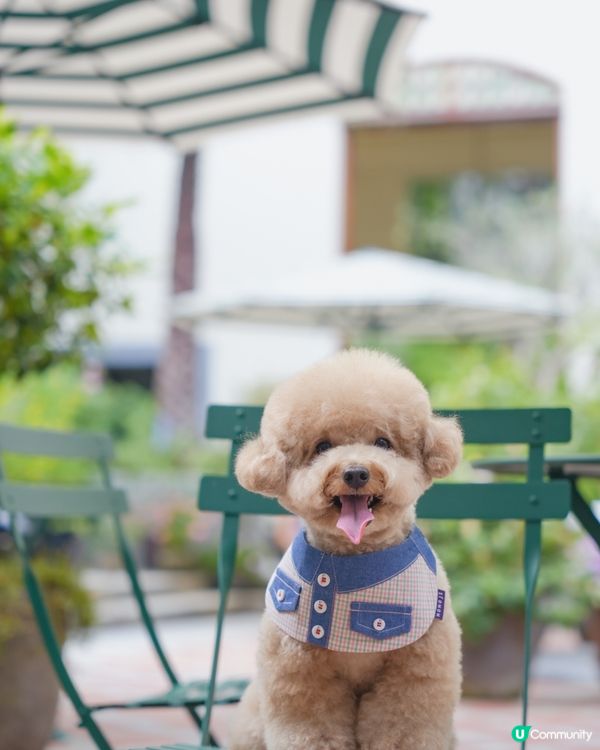 淺水灣 寵物必影推介 2📸