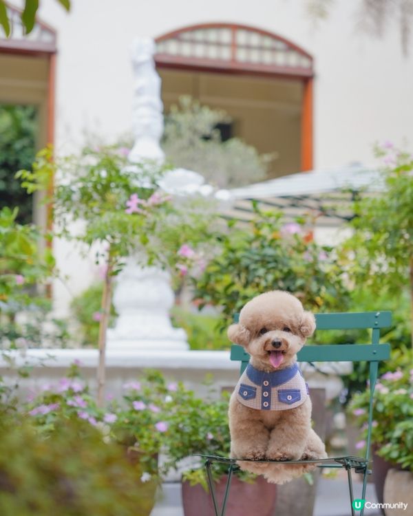 淺水灣 寵物必影推介 2📸