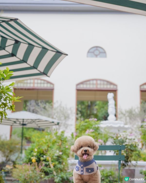 淺水灣 寵物必影推介 2📸